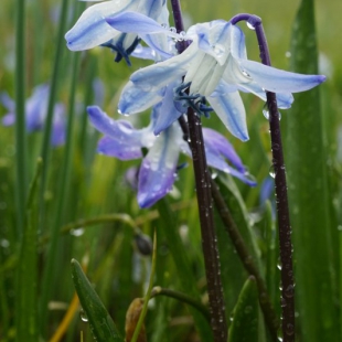 Scilla rosenii